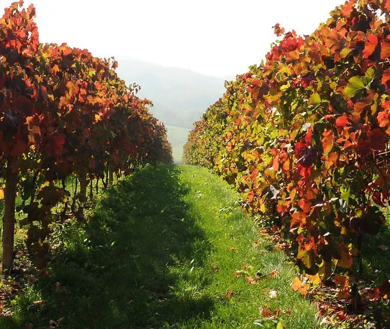 Villa Pianderna Agriwellness Scandiano Italia